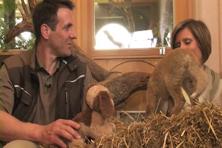 Helping Animals - Saving Lives - Fabio the Fox Kit