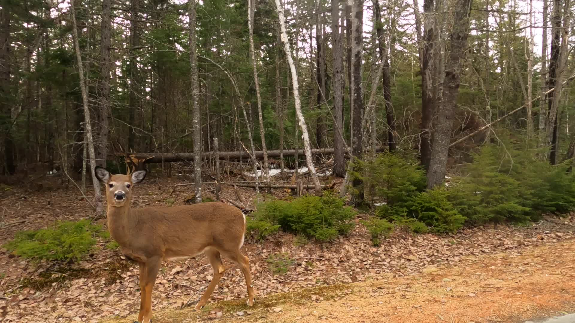 Deer Encounter Apr 4