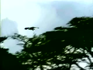 Movie: The Snows of Kilimanjaro - Gregory Peck