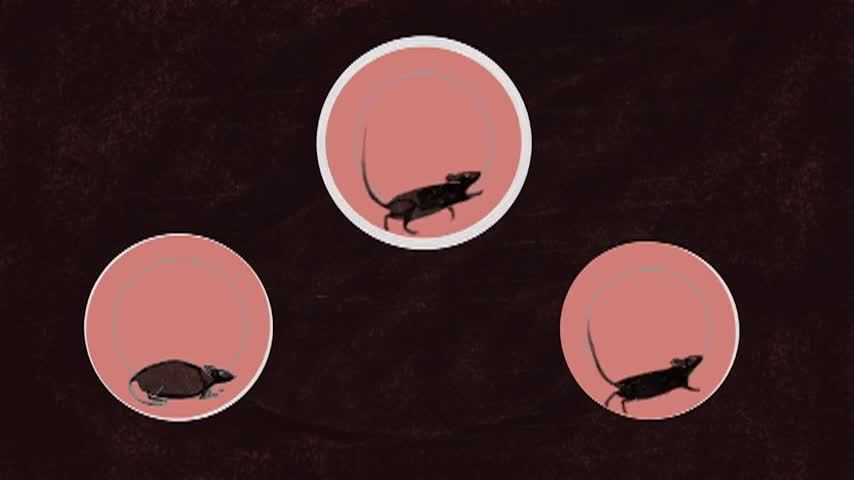 TED - How to practice effectively...for just about anything